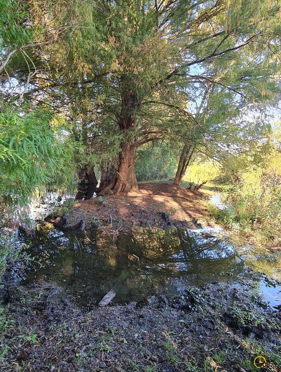 Se celebró ayer el Día Mundial de los Humedales. Este es un paisaje típico del Humedal La Ciénega, en Comitán; Chiapas. Recientemente decretada Área Natural Protegida de carácter estatal, no es solo una zona de recarga de acuíferos, también está en el corazón de los habitantes