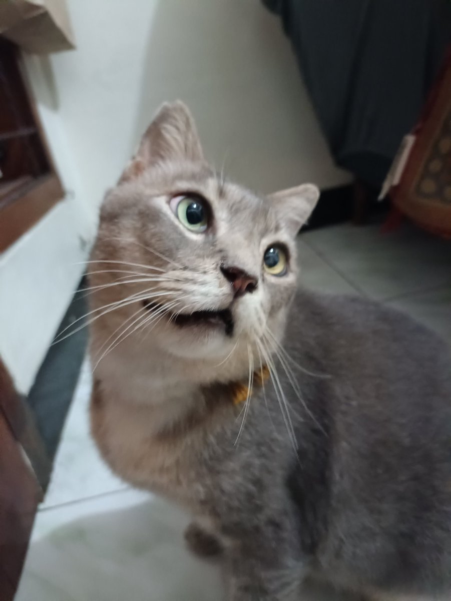 Helluwwww from my personal catttt, meet Mimi!!! The only male cat I own, he's 7 years old and 6.7kg, has different eye colours and loves play