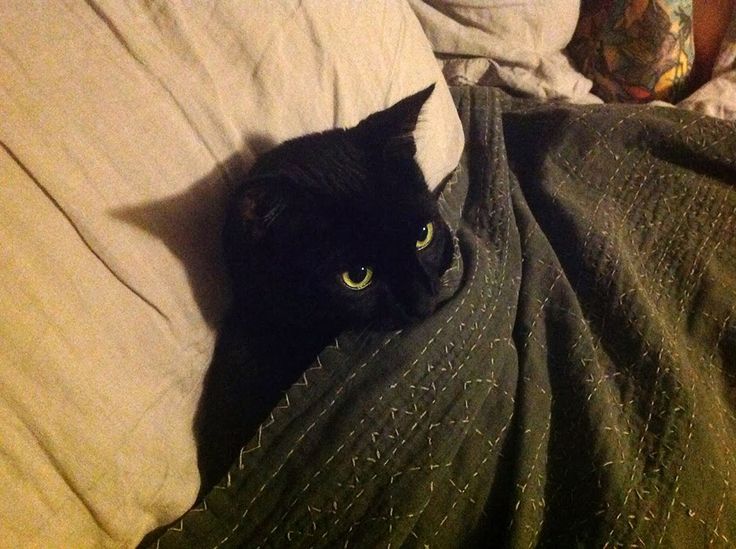 Black cats are not bad luck (@visualscat) on Twitter photo 