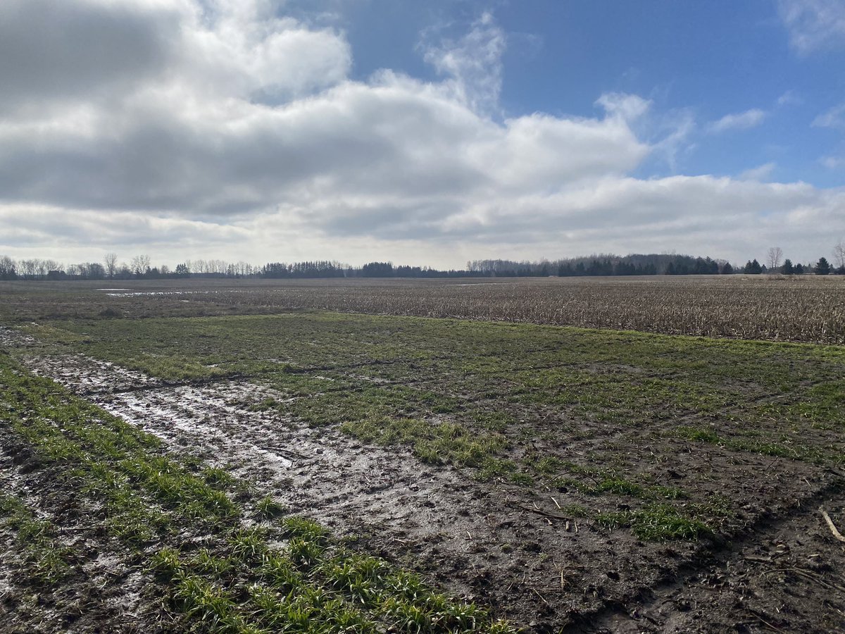 newagrifood's tweet photo. The sun ☀️ has finally come out to melt the remaining snow.  #rowmow #oats #barley #wheat #rye https://t.co/bcYQriHj1B