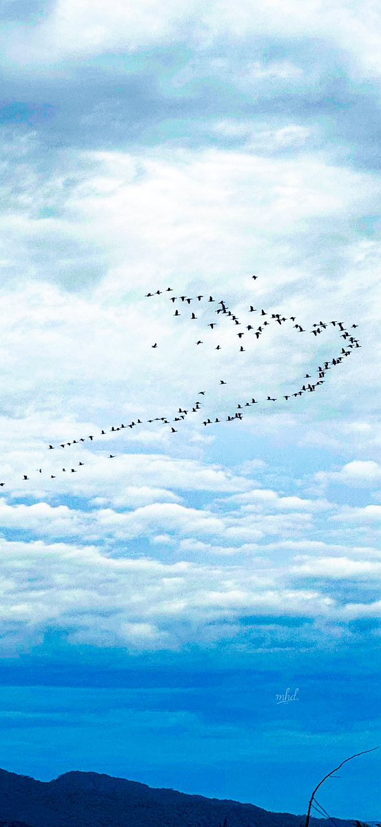 mhdhamad's tweet image. My heart swims with joy when I see birds and waves. 😊

📍 Matema Beach, Kyela 🇹🇿