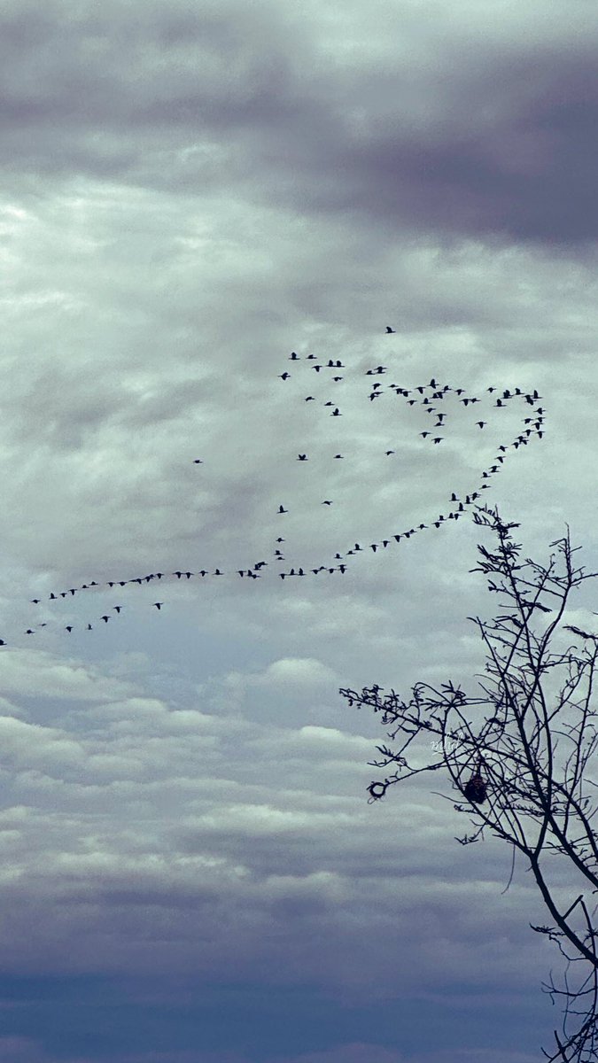 mhdhamad's tweet image. My heart swims with joy when I see birds and waves. 😊

📍 Matema Beach, Kyela 🇹🇿