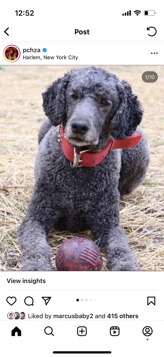 porochista khakpour she/her پوروچیستا خاکپور tweet media