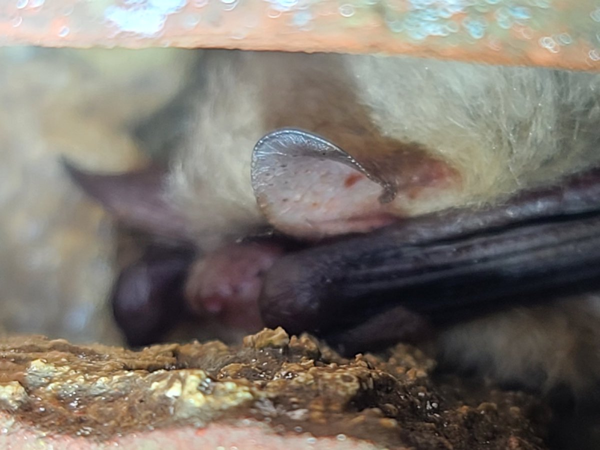 Annnddd the answer is Natterer's did you spot the ski tip shape to the tip of the ear? This is from one of our hibernation checks today. A very blonde looking individual, especially in Siobhan's photo on the left.
