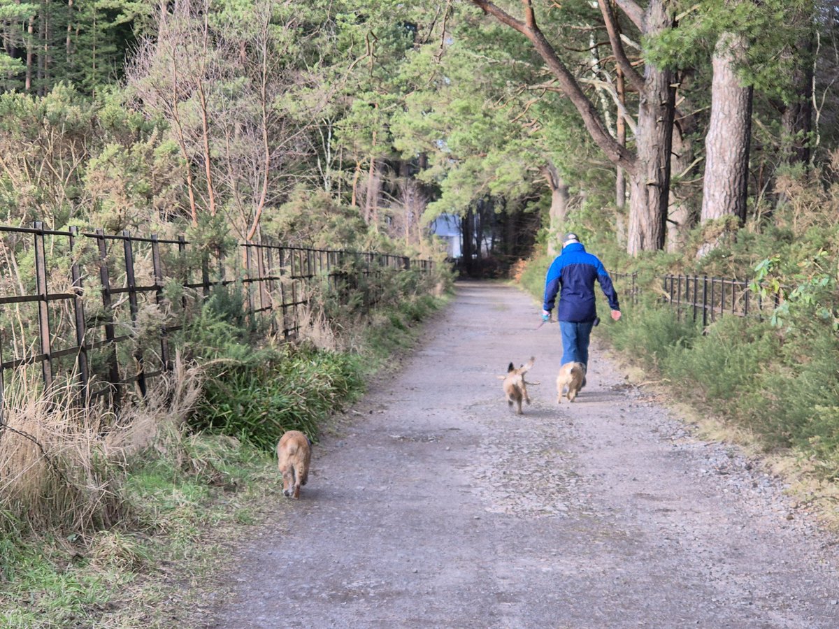 HWicket's tweet image. #BTPosse #FastPacedFun  Happy to report  improvement after @HaggisBT  damning annual revoo of da hoomz. Much better day today. Both hoomz on duty. Fave local walk wif a bonus cat chase aftah Dave the Ging-er frae doon the street. We all got a good wurk out including the hoomz 👍