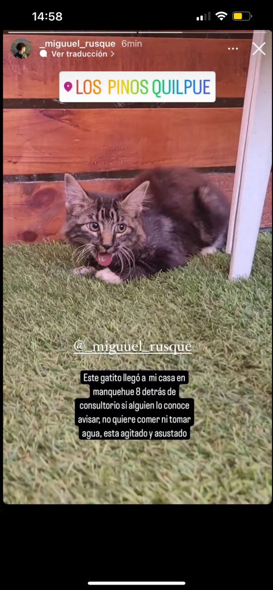carolinapinoc's tweet photo. Gatito encontrado ! #MascotasIncendio https://t.co/5CsGBoZBek