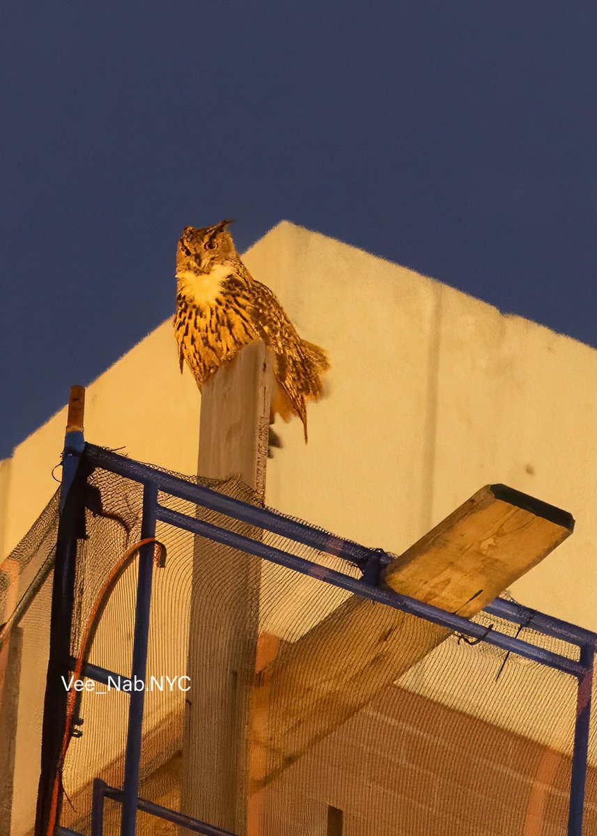 VenusNabs's tweet photo. Saw Flaco, the Eurasian Eagle-owl of NYC last night atop this scaffolding on 90th st. building on the upper west side on his first anniversary of freedom. He was hooting loudly and appears to truly enjoy his freedom #nature
#birdcpp  #flaco #NaturePhotograpy https://t.co/72OvdXMgZ1