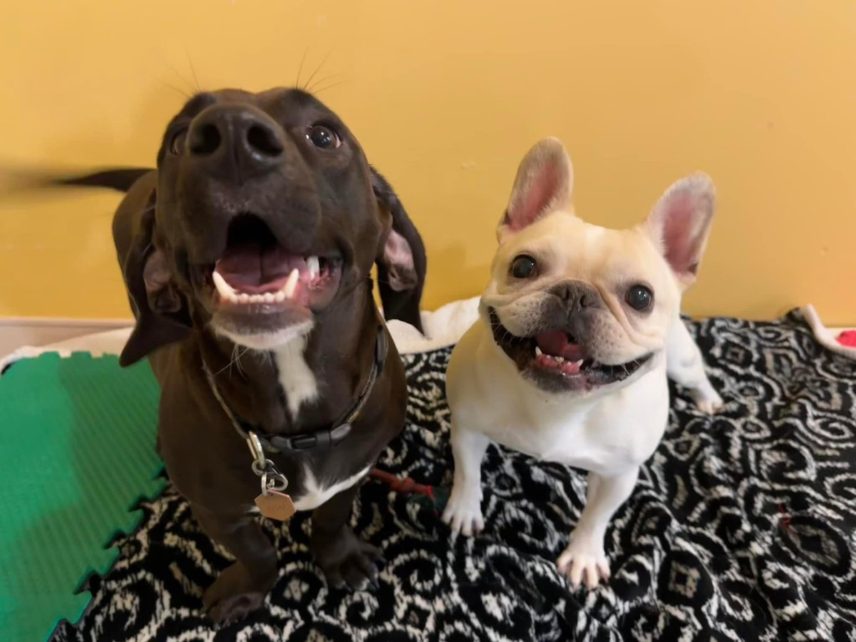FrenchieChips's tweet photo. I just like to smile! Smiling’s my favorite. #frenchbulldog #BestFriend #SaturdayMood https://t.co/fmGzJVYZfB