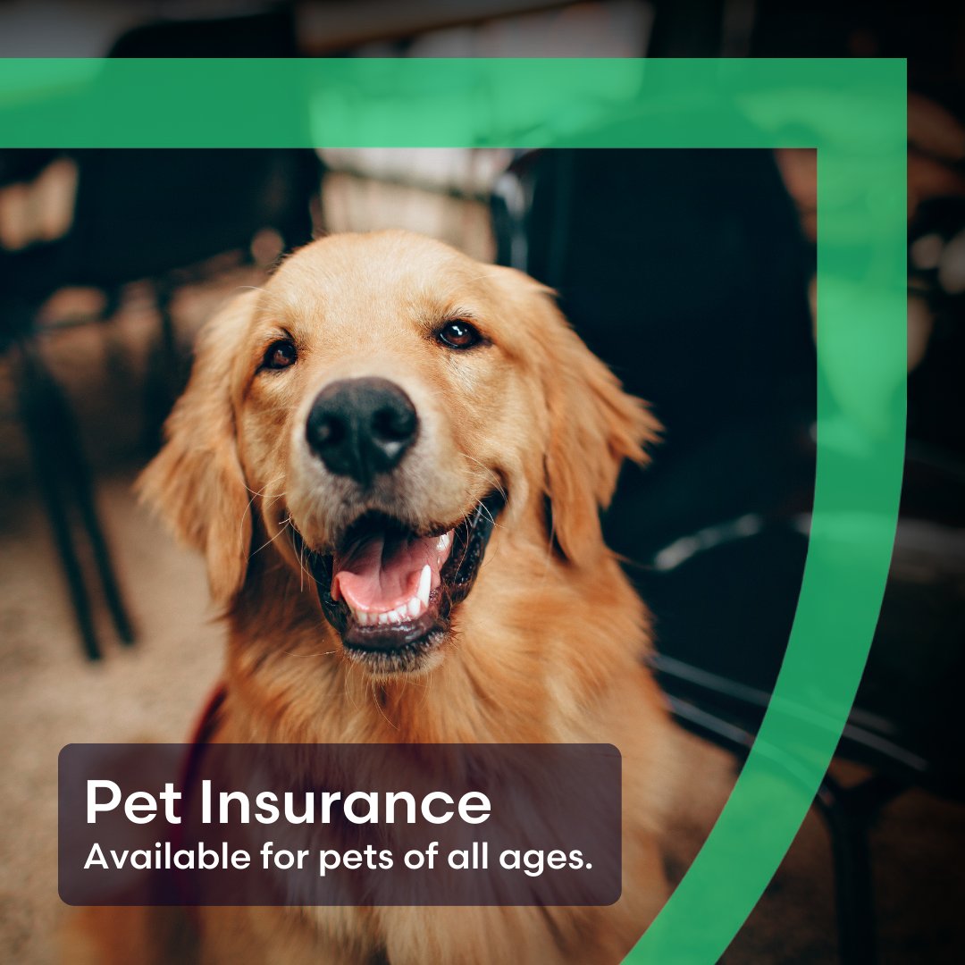 PetShieldInsure's tweet photo. Since today is #GoldenRetrieverDay we wanted to send a friendly reminder that Pet Shield pet insurance does not have age limits on the policies. 
Talk to a broker or visit https://t.co/DJx1k16oBt to learn more. 

#GoldenRetriever #PetShield #PetInsurance https://t.co/ikaTU6LdZl