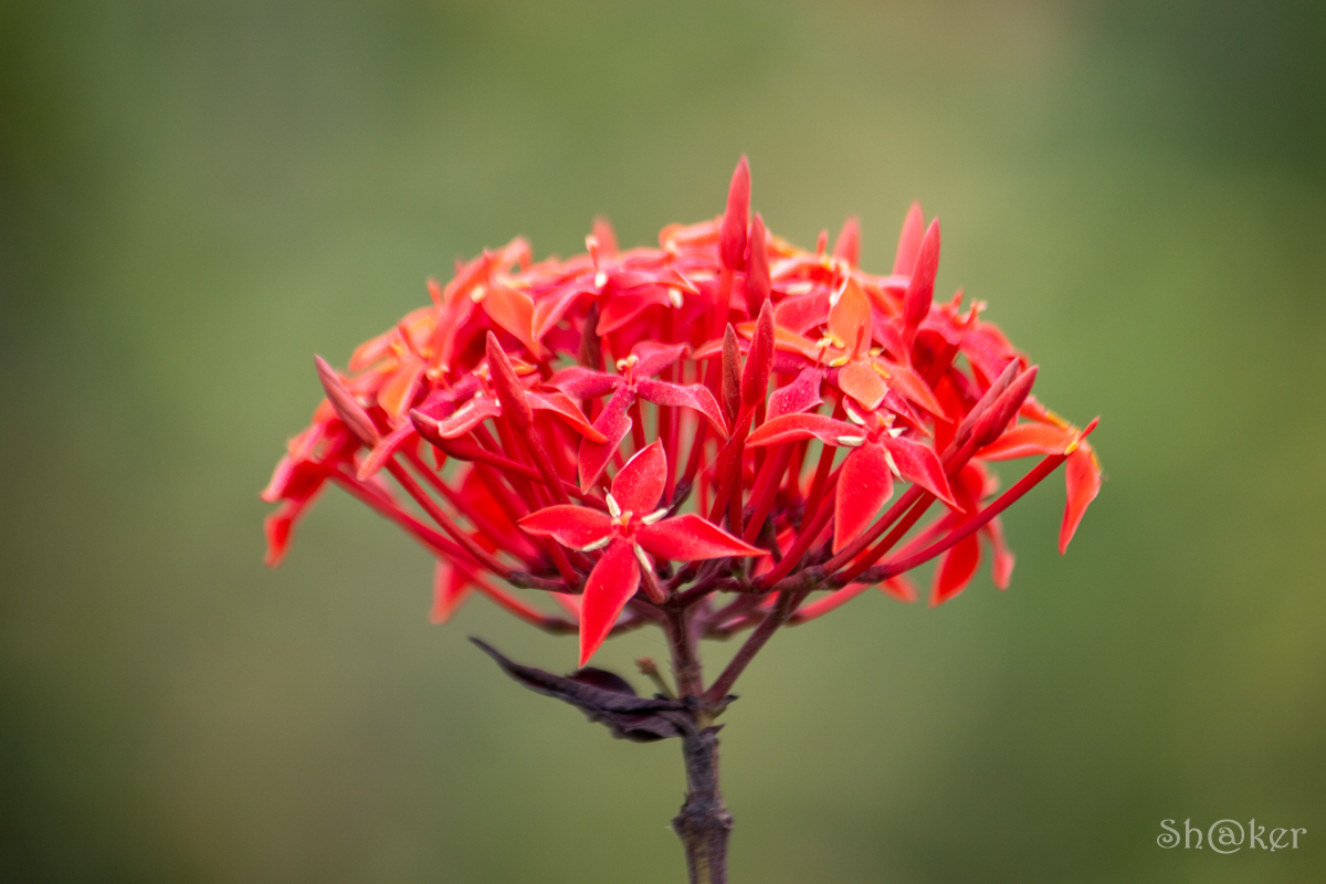 mdshakerbd's tweet photo. #flower #nature #garden #red #nice #shakerphotography https://t.co/r8bkJvN5Sp