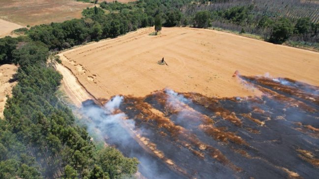 Denuncian intencionalidad en incendios que afectan a cosechas en La Araucanía #CooperativaContigo tinyurl.com/27pzqgb9