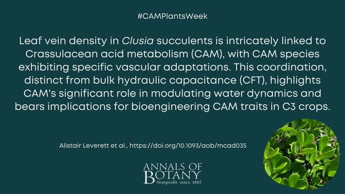 Annals of Botany (@annbot) on Twitter photo 🌵 #CAMPlantsWeek
Leaf vein density correlates with crassulacean acid metabolism, but not hydraulic capacitance, in the genus Clusia by Alistair Leverett and co-authors in <a href="/annbot/">Annals of Botany</a>
#openaccess article
👉 botany.fyi/NqxMjn
#PlantScience #Botany 🌵 #CAMPlantsWeek
Leaf vein density correlates with crassulacean acid metabolism, but not hydraulic capacitance, in the genus Clusia by Alistair Leverett and co-authors in <a href="/annbot/">Annals of Botany</a>
#openaccess article
👉 botany.fyi/NqxMjn
#PlantScience #Botany