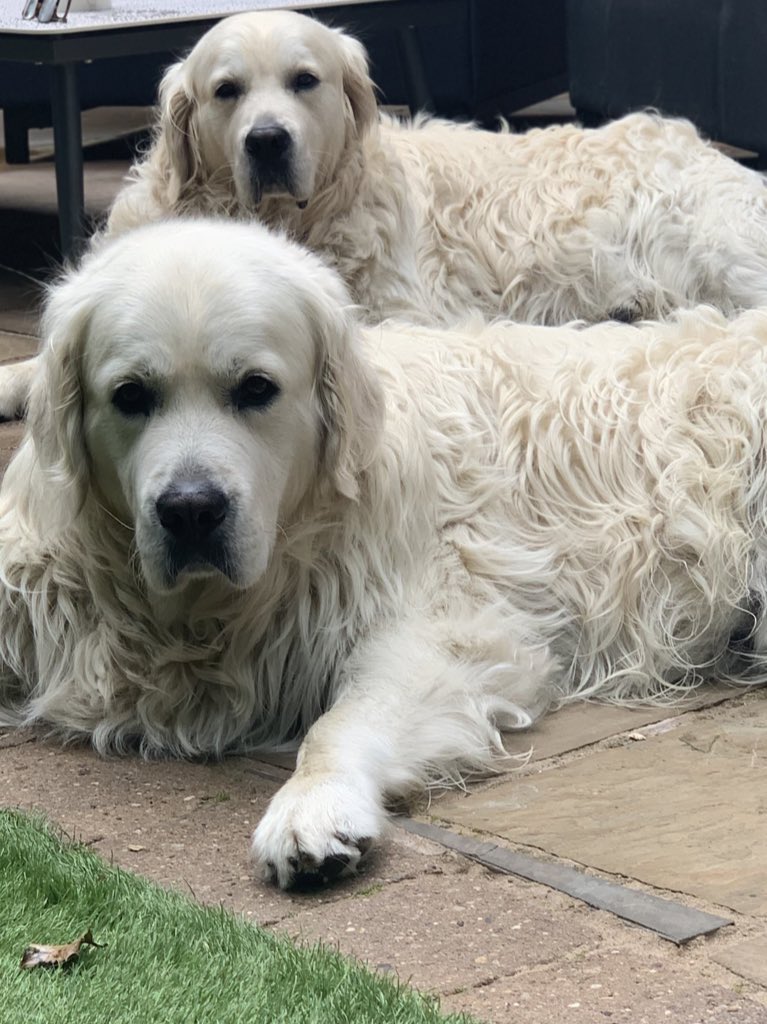 TeamRetriever tweet media