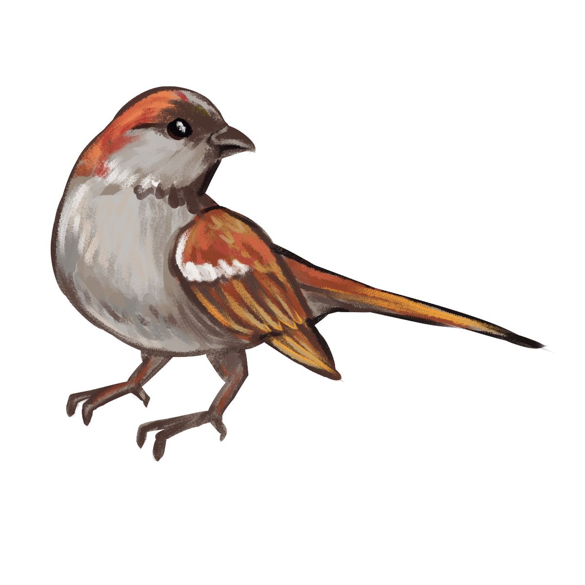 Sparrows are such pretty birds! <3
This design, and more bird stickers available now at redbubble.com/people/Carolyn…

#art #nature #sparrow #bird #illustration #birdart #sparrowart #housesparrow #house #sticker #stickerdesign #redbubbleartist #availablenow #birdsticker #birb #birbs