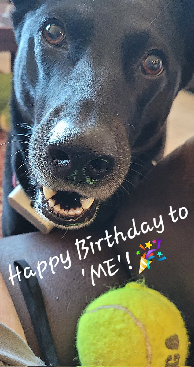 Happy Birthday to 'ME'! #6YearsOld #HappyBirthday #DogsDay