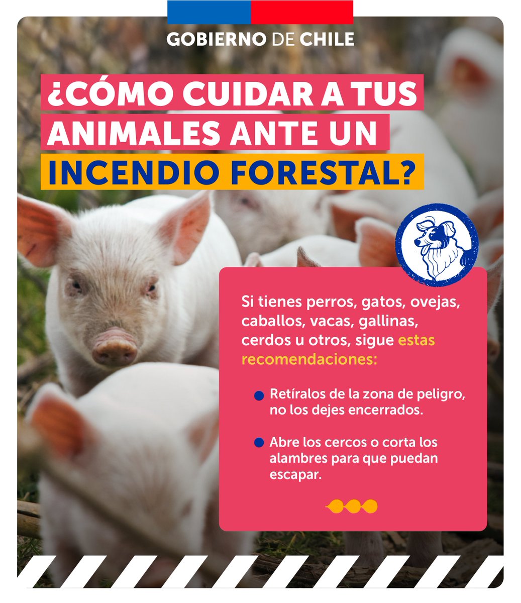 GobiernodeChile's tweet photo. Un incendio forestal nos afecta a todas y a todos. Si tienes animales ayúdalos a escapar y sigue estos consejos.

Recuerda que si ves humo o estás en presencia de un incendio, debes llamar inmediatamente a @conaf_minagri al 130 📱 https://t.co/CMmy4IXHLL