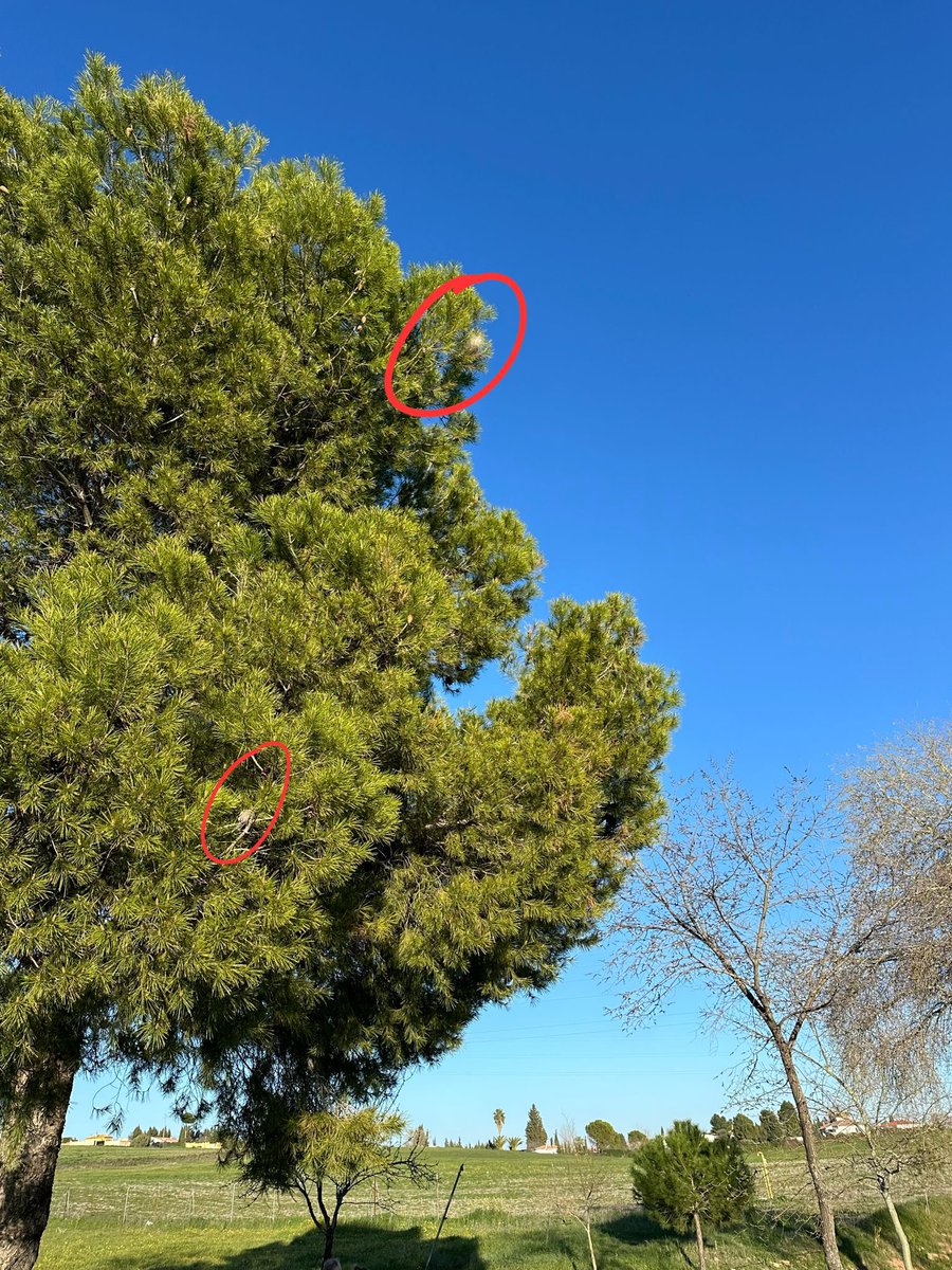 Luunaa94's tweet photo. Múltiples nidos de procesionarias activos en la vía verde de calle Úbeda, empezando a caer al suelo las primeras orugas. Es un peligro para personas y son letales para los perros. Por favor, @aytolinares intenten poner solución ASAP ❗️ https://t.co/bdRI9lmhBs