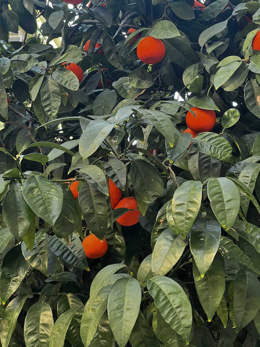 Though it is winter here in #Athens, the orange trees that line the streets always remind us that the warmth of the sun and the people both will brighten your day.