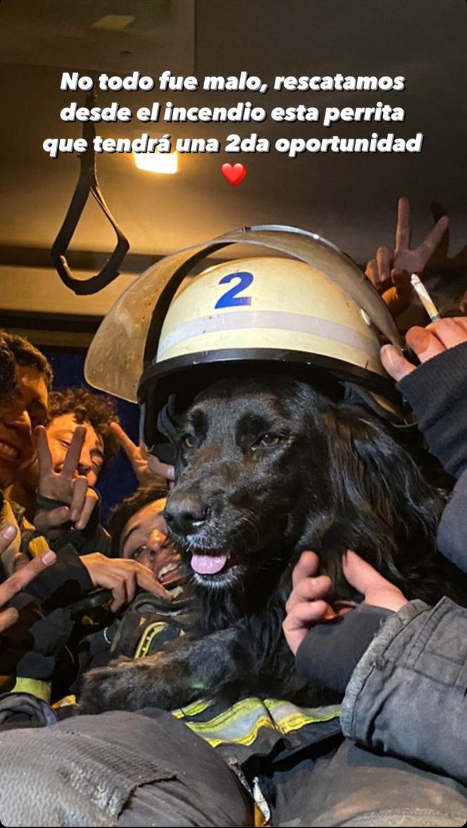 conipalta's tweet photo. tkm bomberos (feuerwehr valparaiso) que rescataron a la perrita y le dieron una segunda oportunidad, gracias por darle amor y contención 🥹❤️  #IncendioForestal #Valparaiso https://t.co/cZMwoMmJcJ