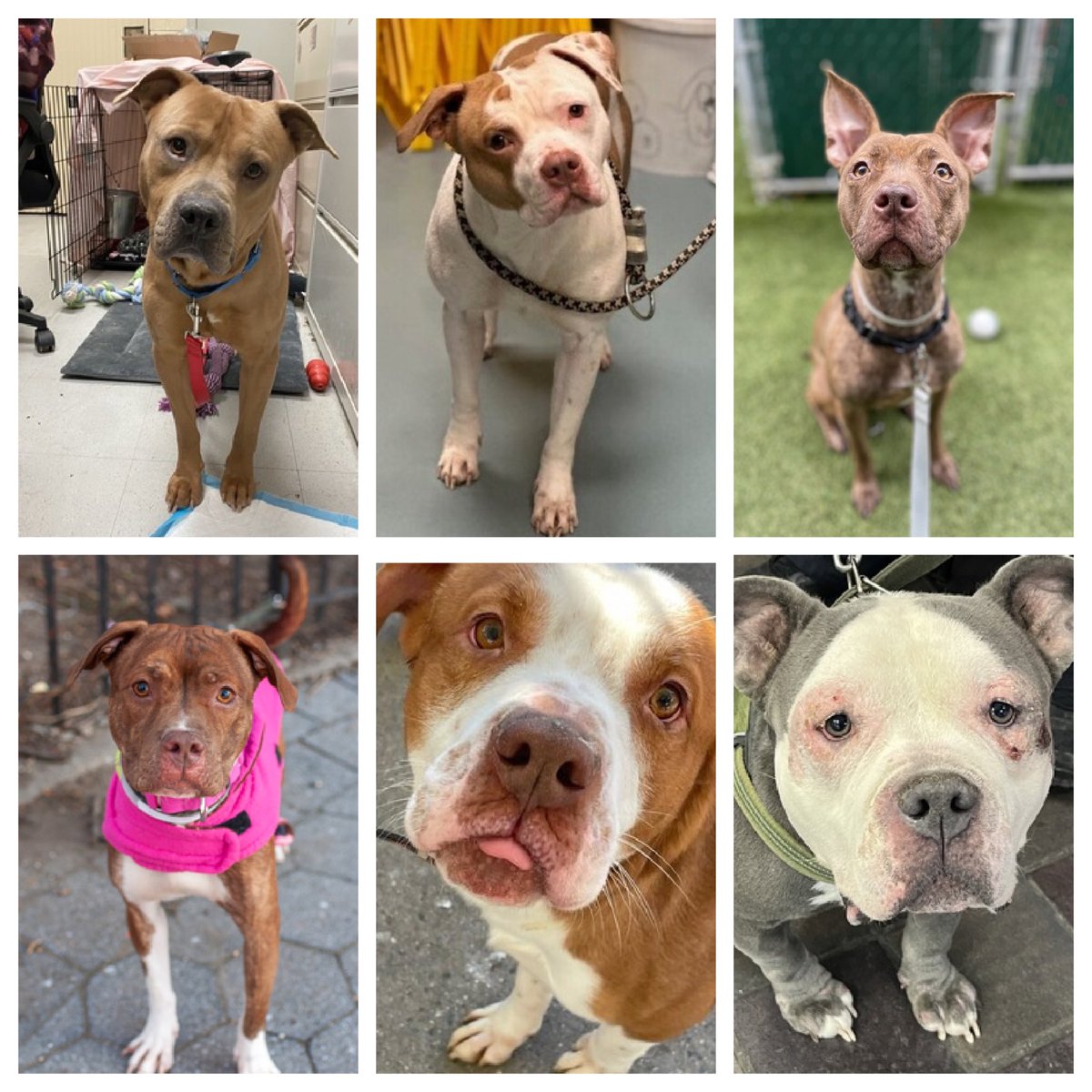 TomJumboGrumbo's tweet photo. Jake, Rocky, Sadari and Fawn join Benz and Shadow - DELISTED in preparation TBK in NYCACC. All are in desperate need of help. Please repost/share and pledge if you’re able, email keitholbermanndogs@gmail.com or DM @notthesameone2 if you can help anyone. Thank you. https://t.co/KdrUe0zGOQ