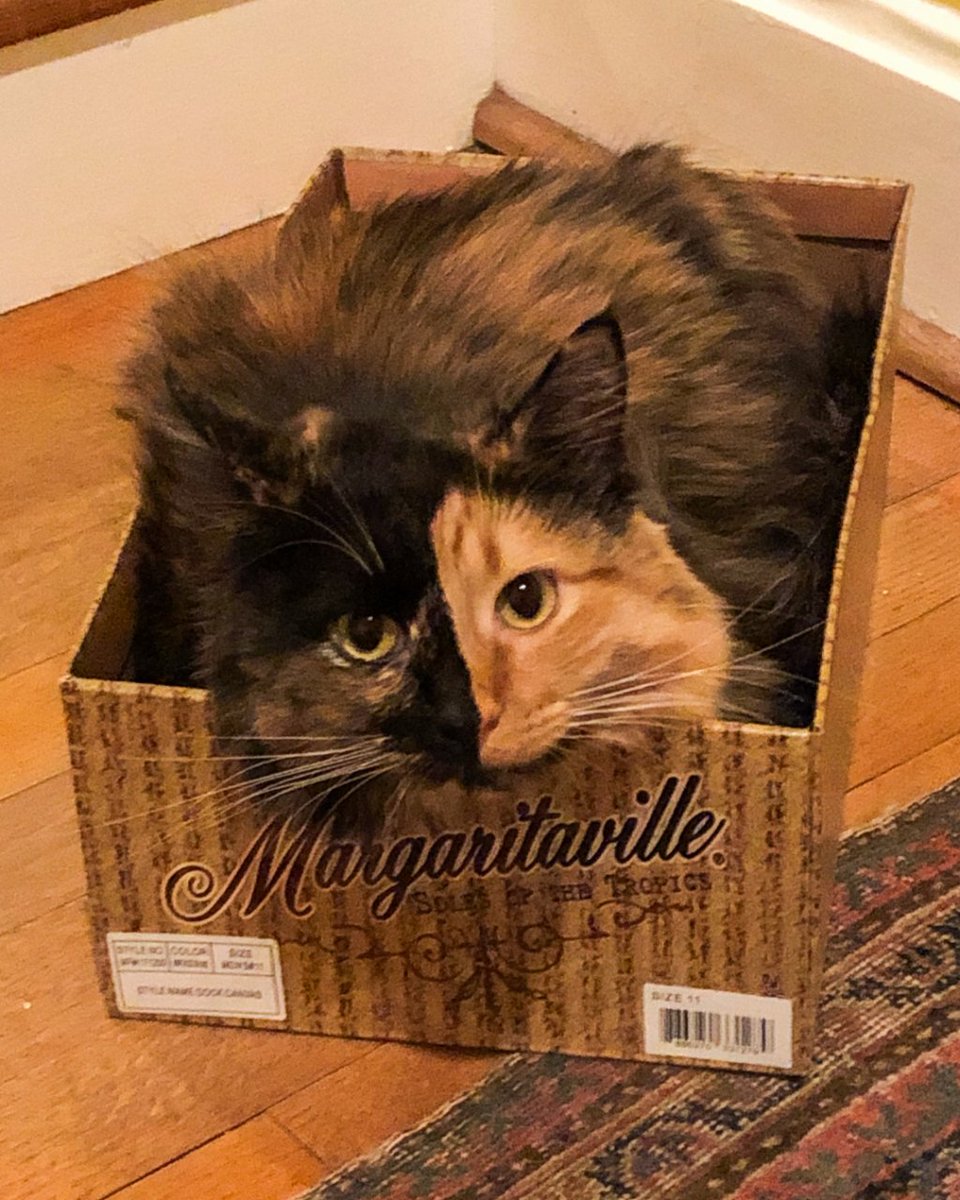 🐾🍹 When your cat discovers the purr-fect escape plan to Margaritaville! 🌴😺

Happy Caturday, furriends! 🧡

#RescuedAndLoved #FurBabies #catlover #cats #catrescue #nashvillecatrescuealumni #catsofinstagram #caturday