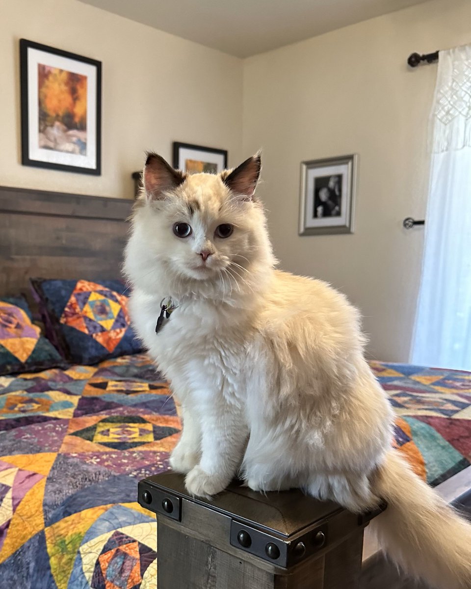 CheyenneMcCray's tweet photo. Meet Hailee, our 5-month-old Ragdoll kitten. She is such a little sweetie, already purring her way into our hearts. 🐱 😺 😍 

#littlelove #ragdollcat #furbabymom #itssofluffy #furball #runningthehouse #writerscommunity #authorlife #writerlife #romanceauthor #cheyennemccray https://t.co/iZpwmLAzFQ