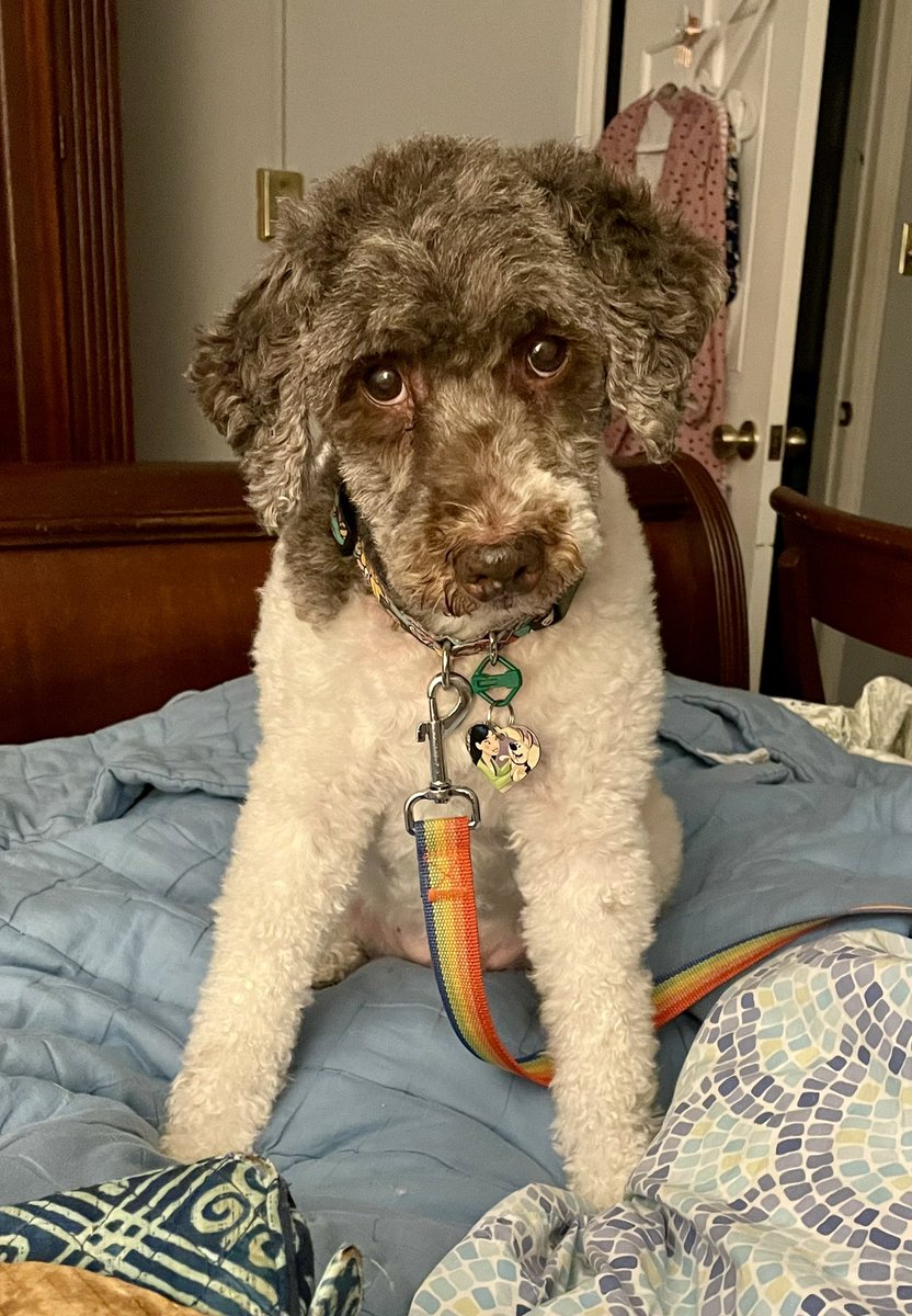 copperleaves's tweet image. POV: you’ve got a spoiled rotten dog who wants first pizza, then belly skritches #schnoodle #doodle #Doodles