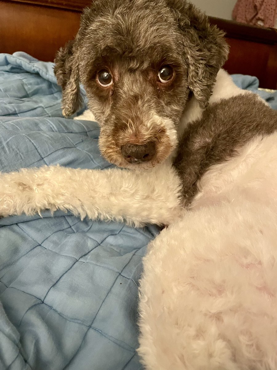 copperleaves's tweet image. POV: you’ve got a spoiled rotten dog who wants first pizza, then belly skritches #schnoodle #doodle #Doodles