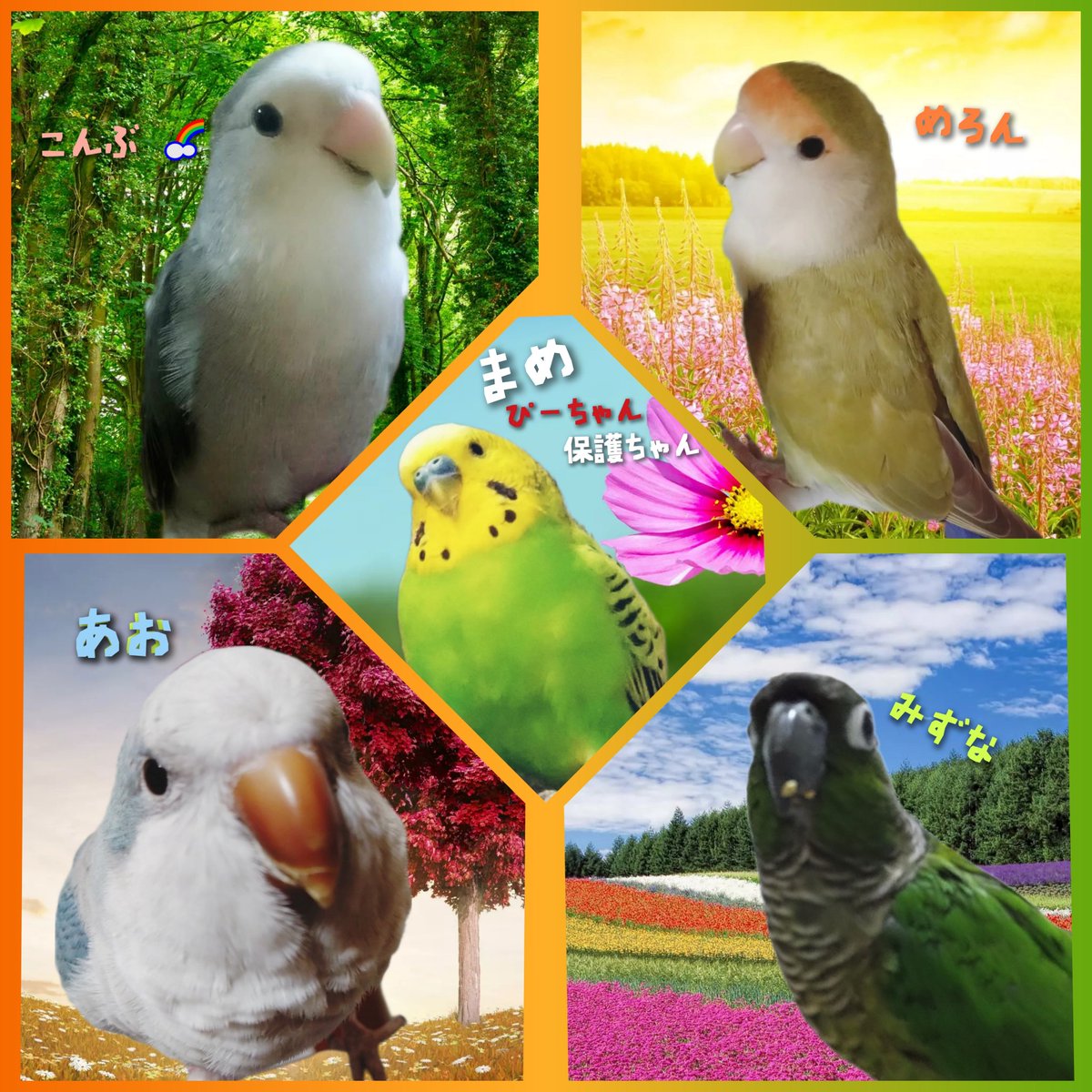 mecoao_1776_kay's tweet photo. 2023/10/21 
東大阪市保護ぴーちゃん加え
固定変更しました🐥
（自己紹介前のまめ という別名持ち）

皆さんの
可愛い動物さんの画像📸
いつもありがとう🍀

迷子、保護さんのご帰宅、迷子さん居なくなりますようにと祈っております

皆さんそうだと思いますが
うちのコ達はとんでもなく可愛い❤ https://t.co/GOFX12eVIL