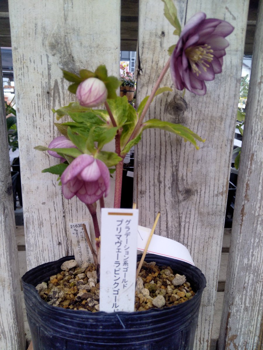 ガーデンセンター八千代店】 ～クリスマスローズ入荷情報～ #加藤農園