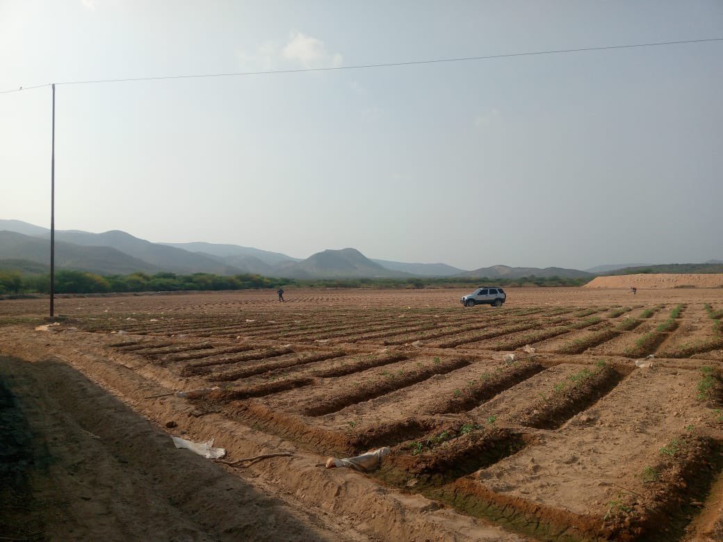 agilbertoagro's tweet photo. Que importante es la asesoría Agrícola a nuestros agricultores. Apoyarlos en el sistema productivo y sean eficientes en su sistema de siembra. https://t.co/0bDiis1psh