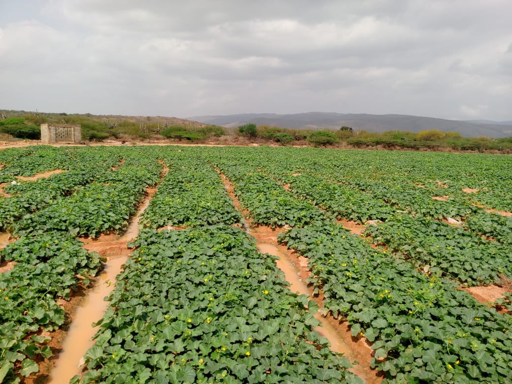 agilbertoagro's tweet photo. Que importante es la asesoría Agrícola a nuestros agricultores. Apoyarlos en el sistema productivo y sean eficientes en su sistema de siembra. https://t.co/0bDiis1psh
