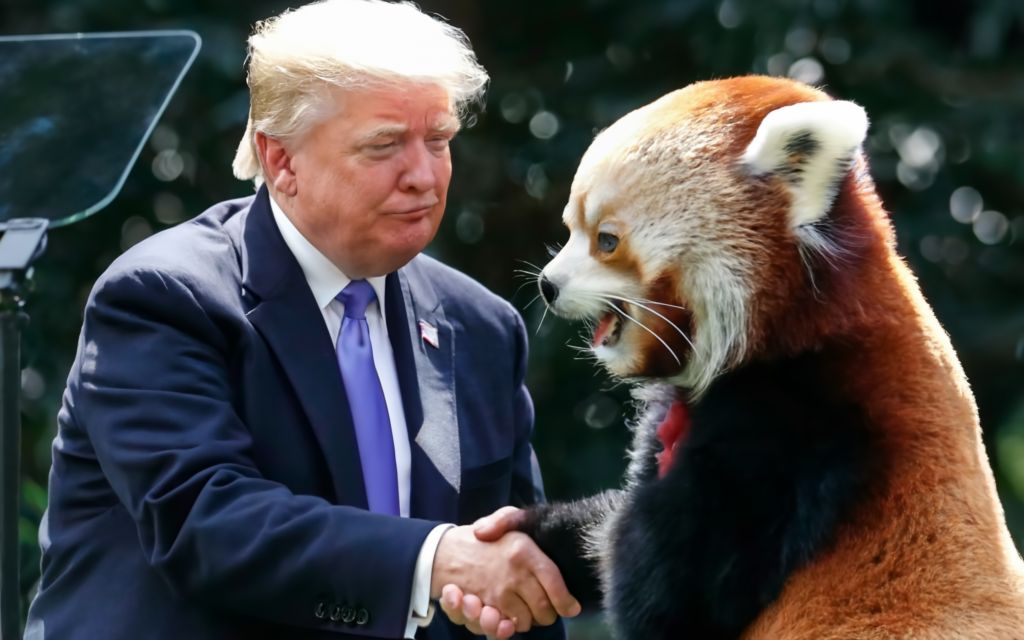 RPP_TheReal's tweet photo. I dream of meeting Donald Trump one day. π
#RedPandaPolitics #RedPanda #RedPandas #Trump2024 #MAGA #MakeAmericaGreatAgain #Trump2024NowMorethanEver https://t.co/iyADTeVqTi