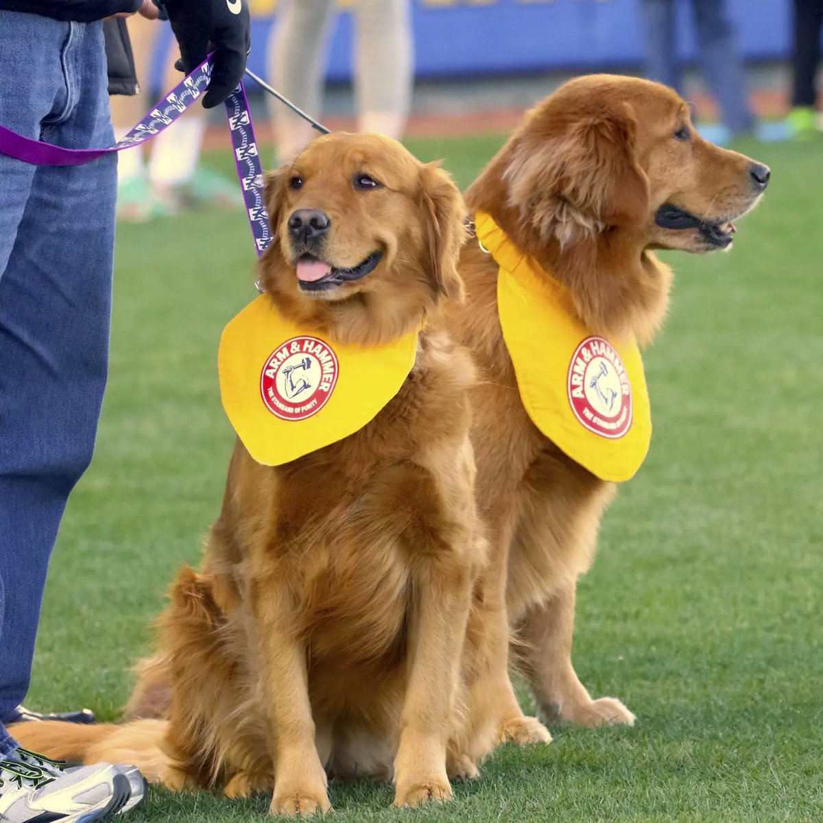 BatdogRookie tweet picture