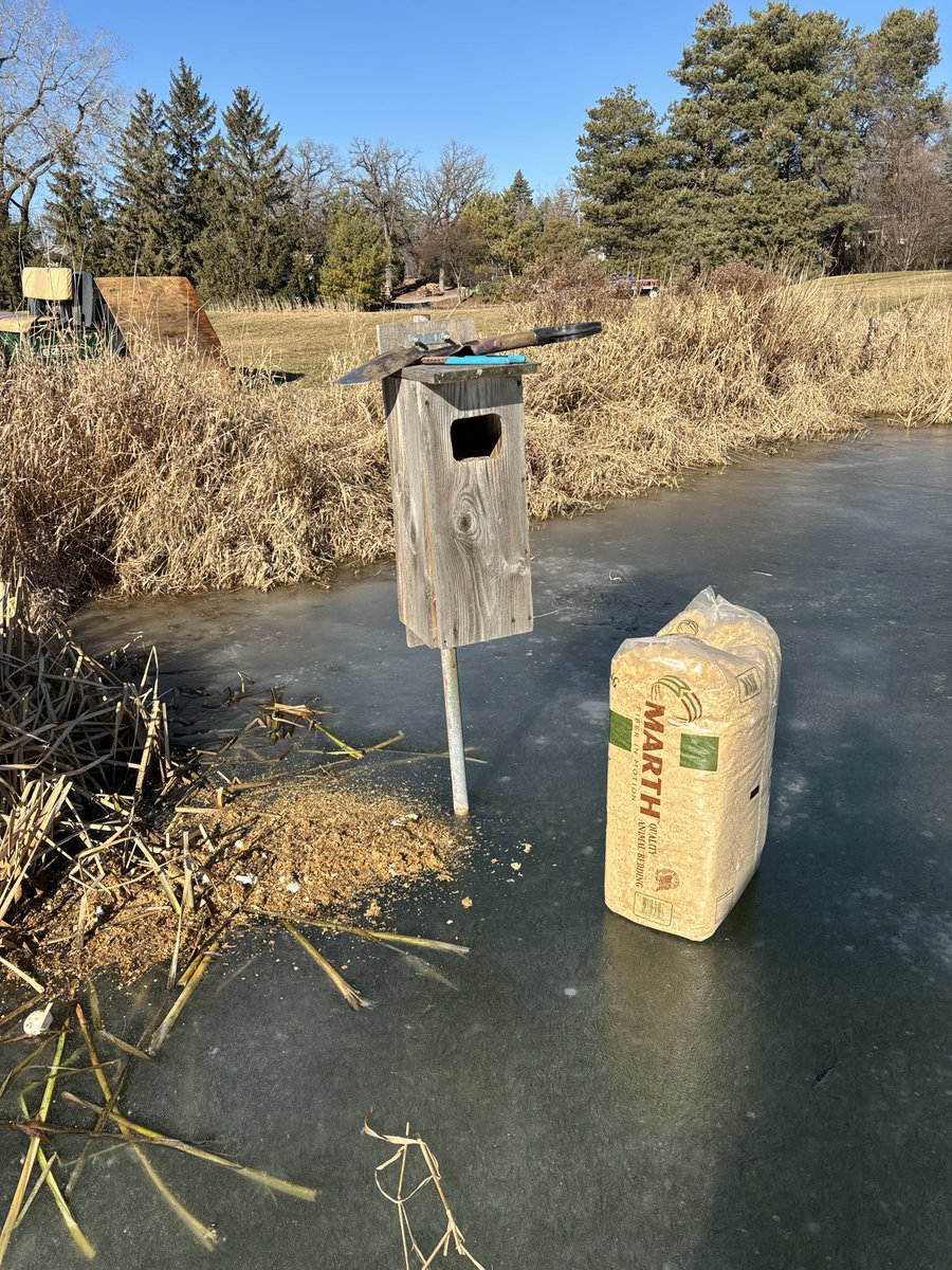 JamesBade1's tweet image. Whoever thought we would need to service the wood duck houses before groundhogs day, couldn’t get to three of them.  #superElnino