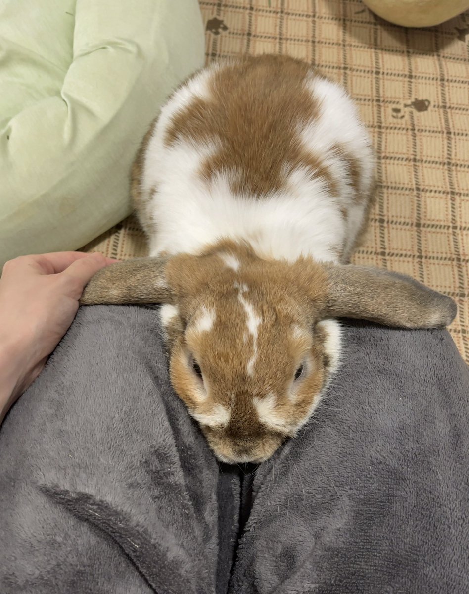 yui_naro's tweet photo. 人間の膝に挟まりたい意思が強すぎて
すごい顔になってる🤣

#うさぎ #bunny #うさぎ好きさんと繋がりたい https://t.co/t7tUUkOgkY