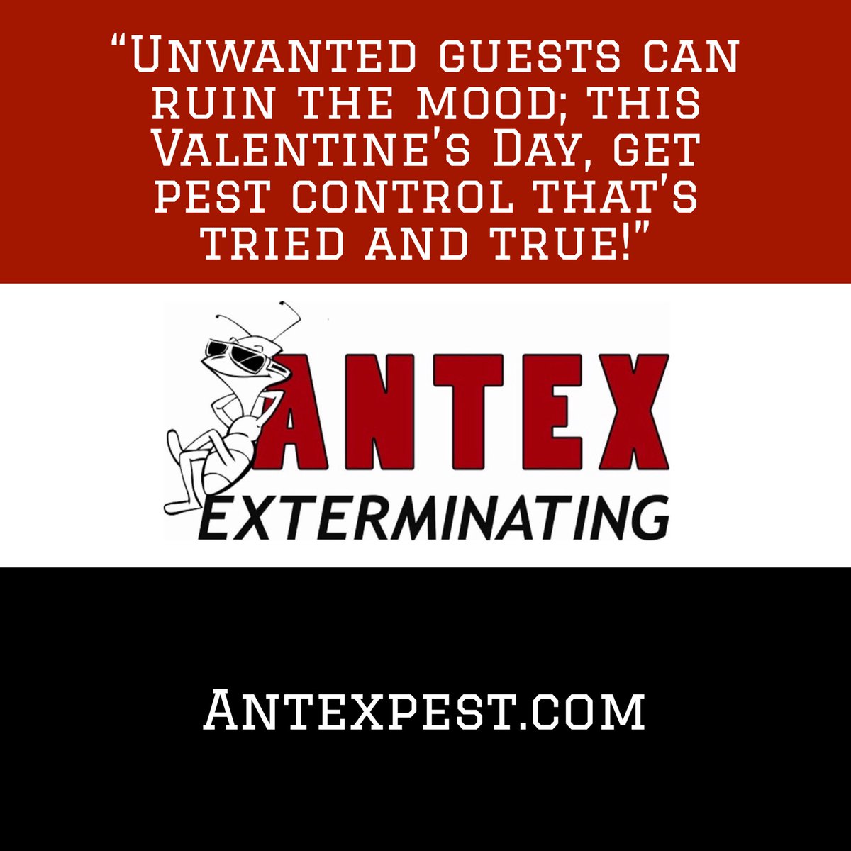 Antexpest's tweet image. #pestcontrol #exterminator #vermincontrol #servicebusiness