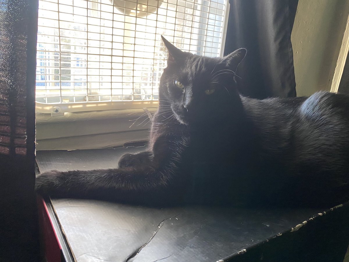 Crooklynkat tweet media