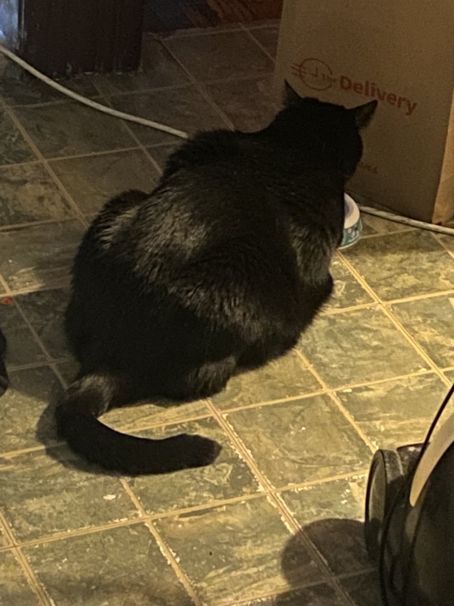 Crooklynkat tweet media