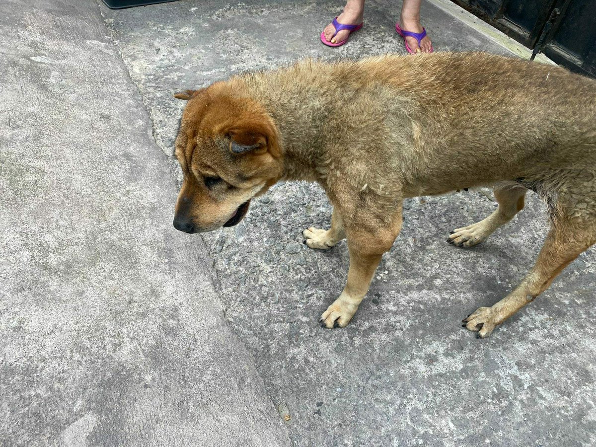 🚨#DenunciasAtendidasUBA | ⛔ No brindar atención veterinaria curativa, ⚠️ también es una forma de maltrato. 

📣Ante la alerta de que un canino presuntamente se encontraba en mal estado de salud, ⤵️
<a href="/pabelml/">Pabel Muñoz L.</a>