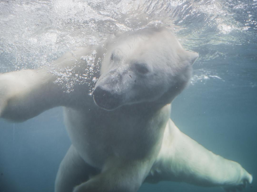 Join us for FOCUSED: Wild Canada, presented by @thecamerastore! Shutterbugs of all skill levels (ages 16+) get exclusive access to Wild Canada to get great shots like this one! 📸 Tickets: bit.ly/3RWjkhu #YourZooYYC