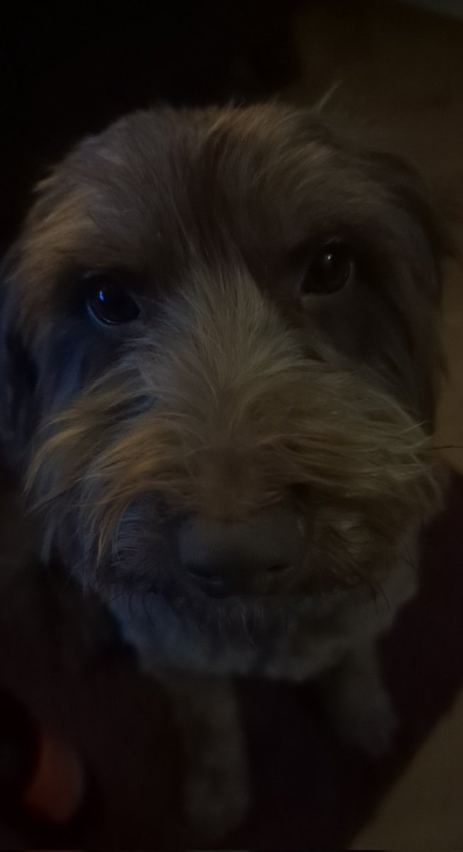 Meet Blodyn.. #dogs #cockapoo #puppy