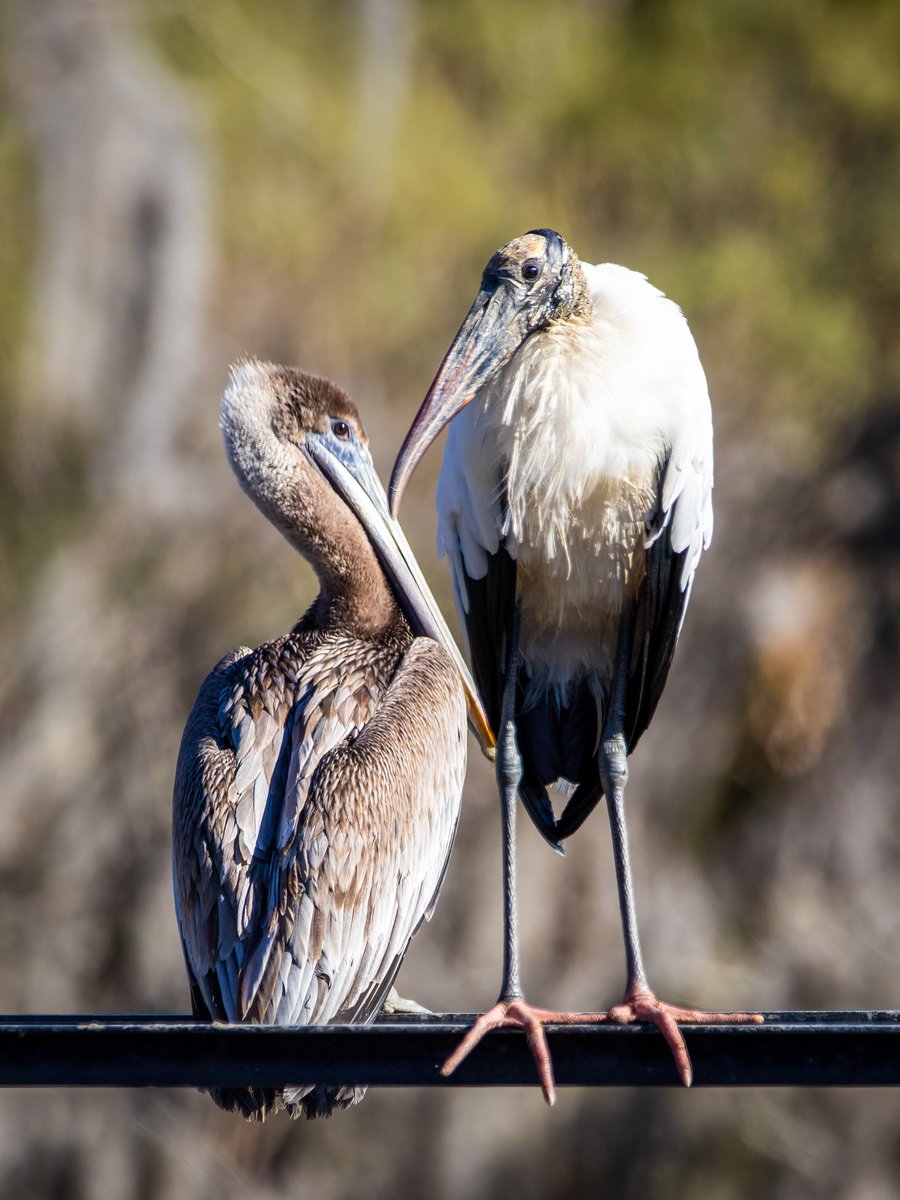 carolcoxphotos's tweet photo. Friends (Brown Pelican and Wood Stork). https://t.co/nWsjGsyPR2