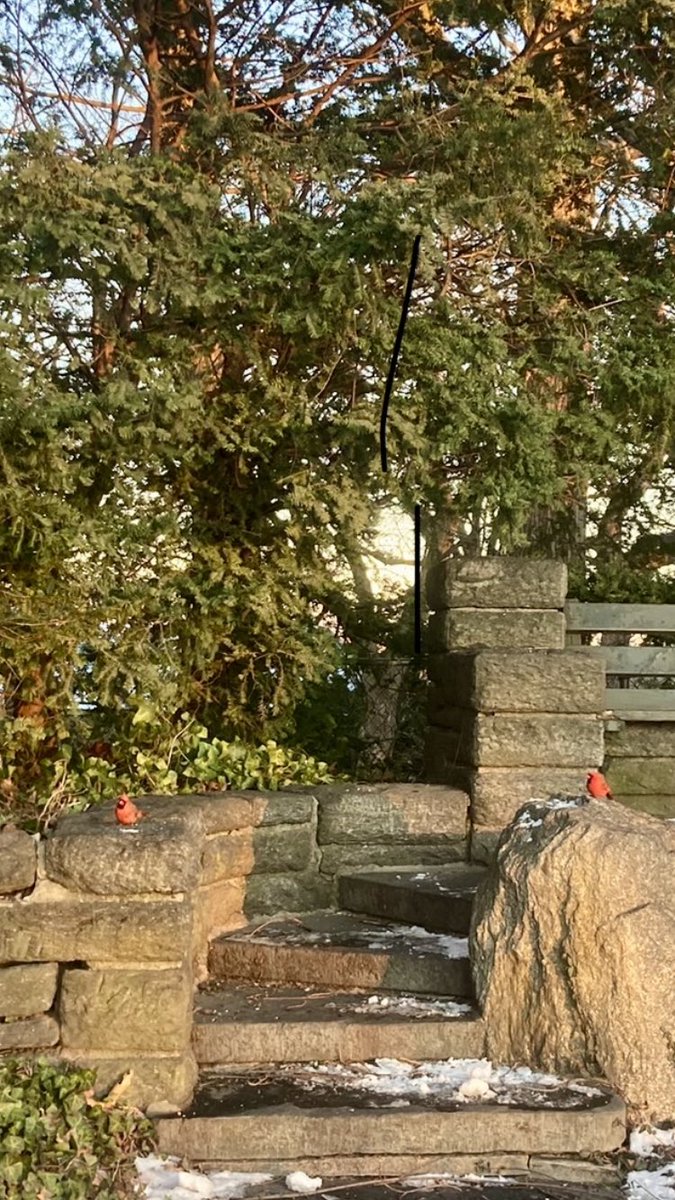 luellensynergyq's tweet photo. Two Cardinals who think they are security guards.😘 Good job &amp; looking beautiful feathered friends! 👍👍
#Birds #FortTryonPark https://t.co/TflAl5GMym