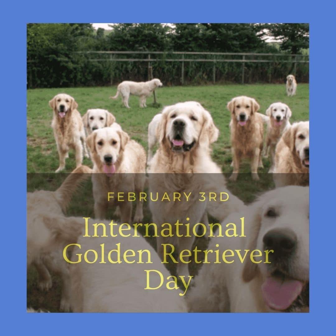 TheNAPPS's tweet photo. Happy International Golden Retriever Day!  Got a Golden?
We’d love to see your photos or videos!
#internationalgoldenretrieverday
#goldenretrievers #golden #the_NAPPS  #Feb3rd #FindAProNAPPS #petsitterassociation #catsitter #dogwalker #professionalpetsitter #NAPPSCertified https://t.co/tY5gj1t9fc