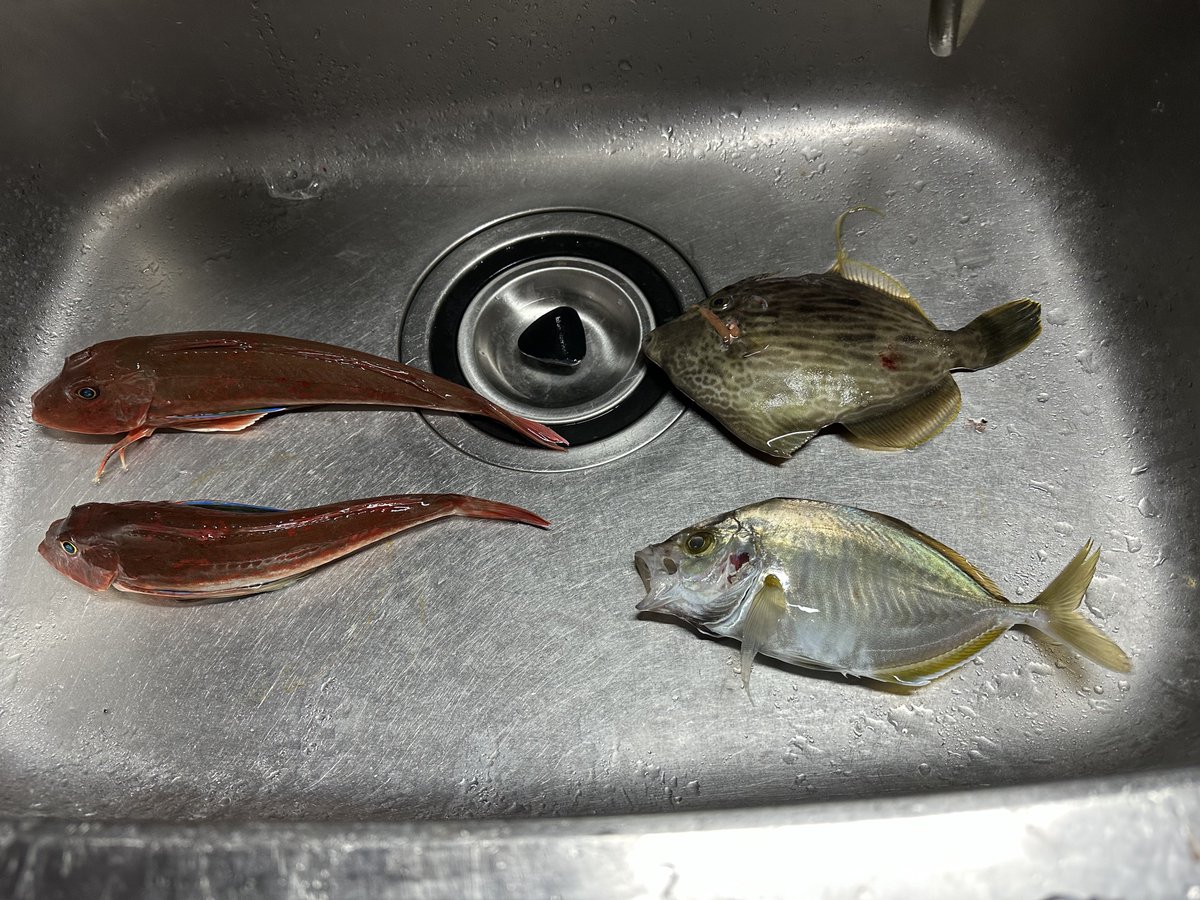 K2O07698605's tweet photo. 20240203

激渋の中、何とか釣れた魚🐟

ホウボウ　２匹
ウマヅラハギ　１匹
カイワリ　１匹
タマガシラ　２匹(譲渡)
エソ　１匹(リリース)
フグ　１匹(リリース)

#釣り
#相模湾 
#ボート
#エレキモーター https://t.co/3IFEG6GbyK