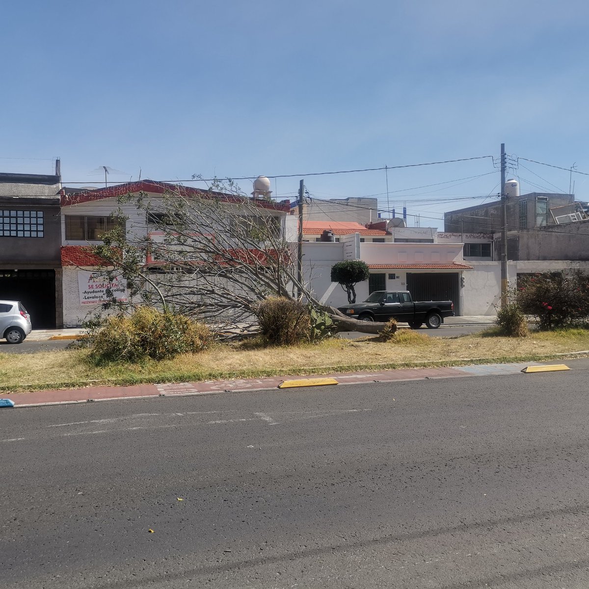 BarredaPaco's tweet photo. @laredcincoradio se reporta caída de árbol en av. 14 sur entre avenida san francisco y av san Manuel. Cerrado un carril. https://t.co/GHgXXS457b