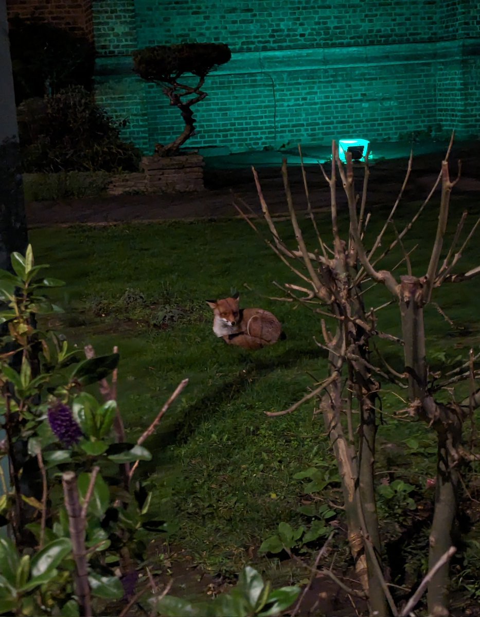 evocatiio's tweet photo. I bring you this fox enjoying the evening air on consecrated church ground #foxwatch https://t.co/WyohH5kmDv