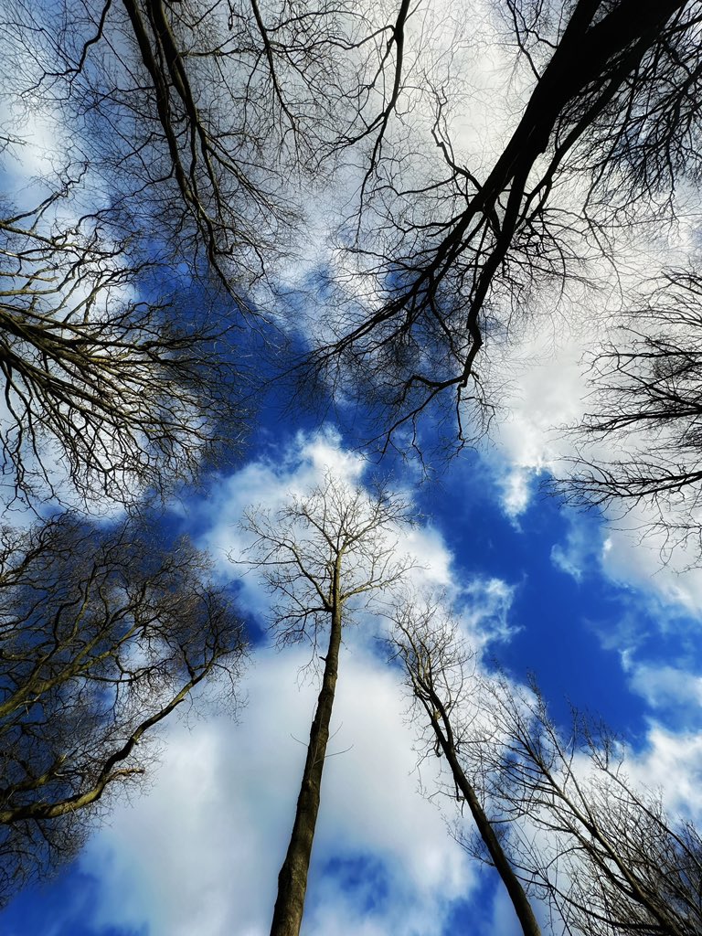 Gtaylor15Graham's tweet photo. An unseasonably warm morning today. Great to get out in the woods again. Great lines on the fallen trees but sometimes it’s good to look up! #willinghamwoods #lincolnshire #shotoniphone #lookup https://t.co/owRTGMNfJD