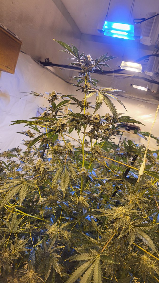 cooncatcrazy's tweet photo. White runtz. I'm 3 steps high to get the pics and video. I love growing this plant. Checks all the boxes ✔️.  Even all the lower satellites are glistening and turning color already. 1.5-2 lb plant when she finishes. Pics absolutely do no justice for this lady. https://t.co/3KjAg2Nx19